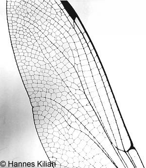 Libellenflügel, Copyright Hannes Kilian, Foto 1954